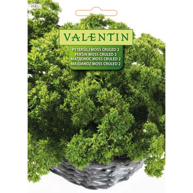 PETERŠILJ VALENTIN 212 KODROLISTNI MOSS CURLED 2