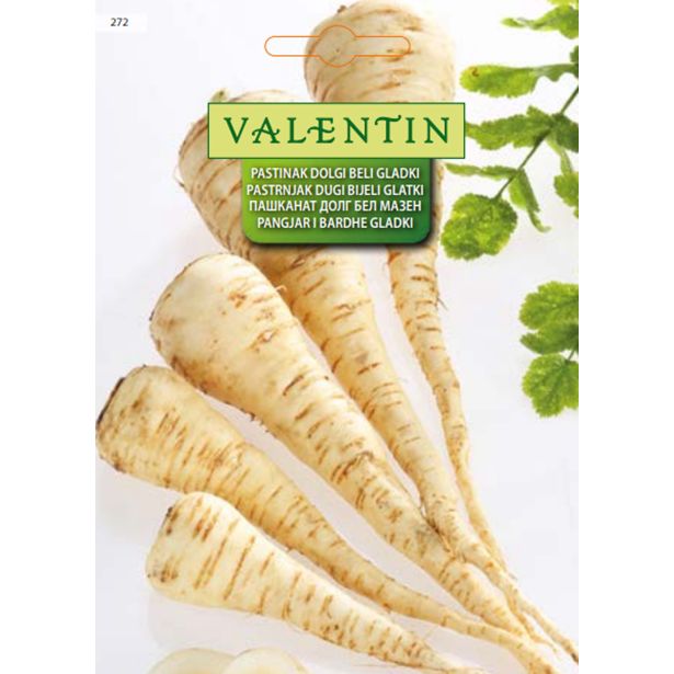 KORENOVKA VALENTIN 272 PASTINAK DOLGI BELI GLADKI