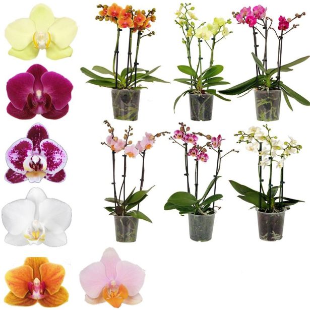 ORHIDEJA 3-STEBELNA MIX L12