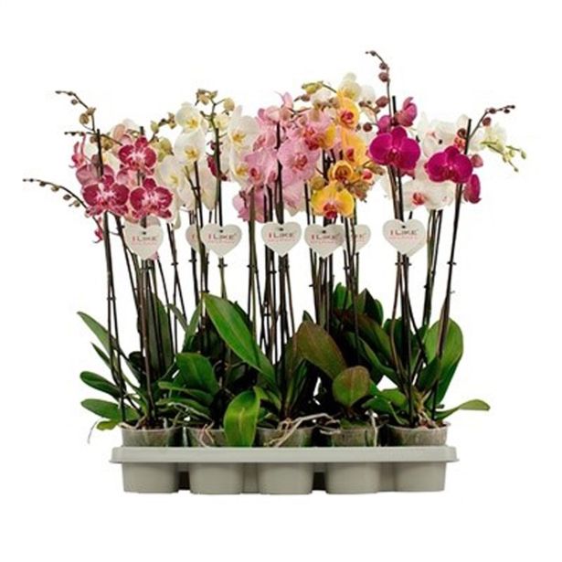 ORHIDEJA 3-STEBELNA MIX L12