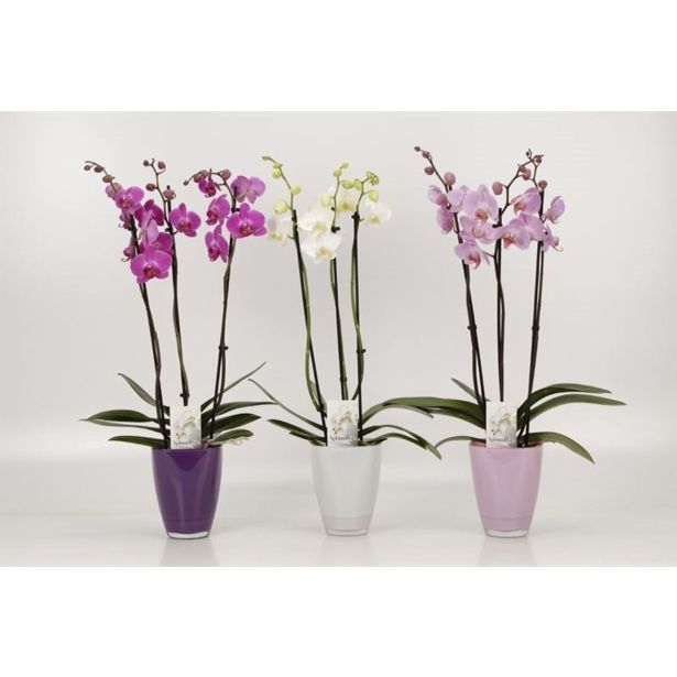 ORHIDEJA 3-STEBELNA MIX L12