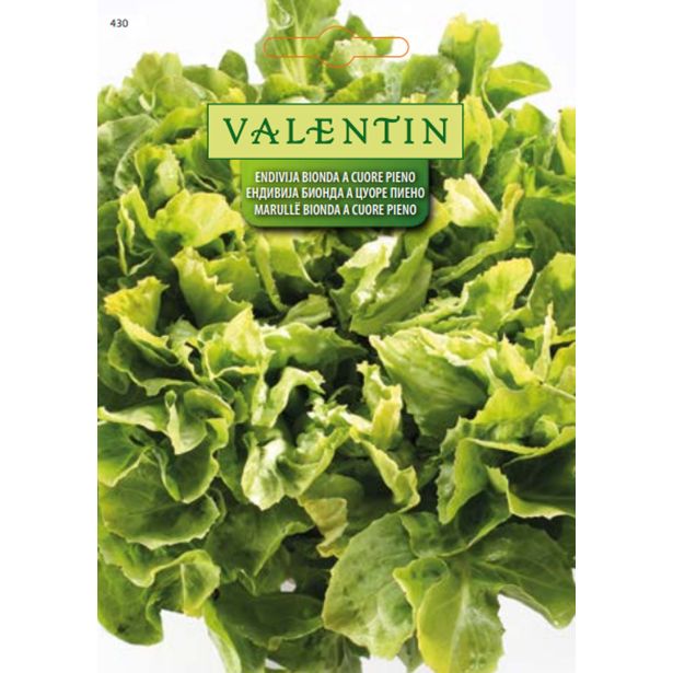 LISTNA ZELENJAVA VALENTIN 430 ENDIVIJA BIONDA A CUORE PIENO