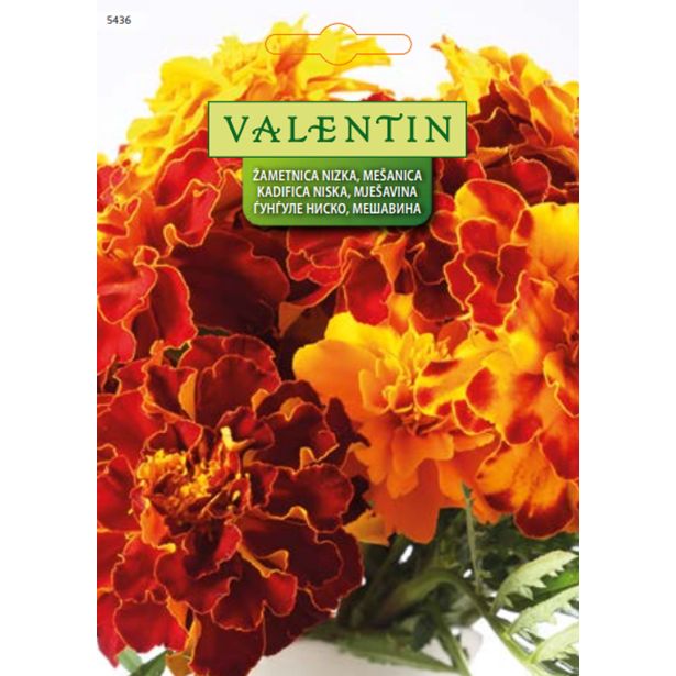 TAGETES VALENTIN 5436 ŽAMETNICA NIZKA MEŠANICA (TAGETES)