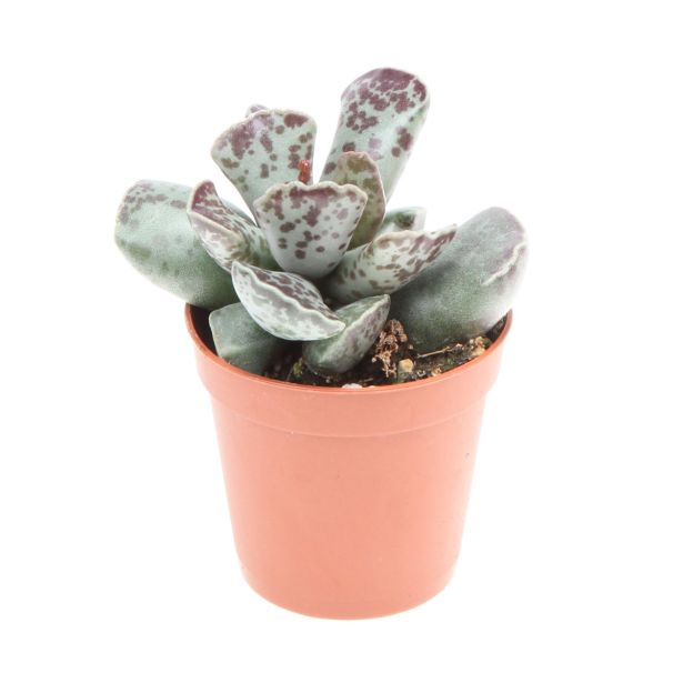 SUKULENT ADROMISKUS COOPERII L5.5