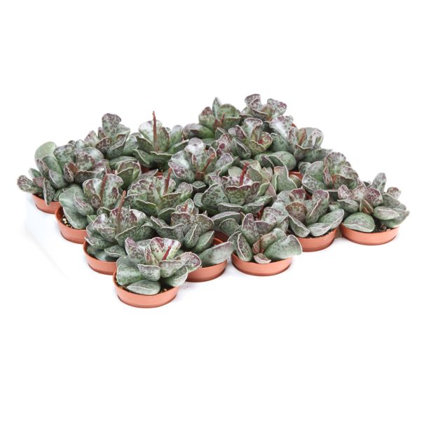 SUKULENT ADROMISKUS COOPERII L5.5