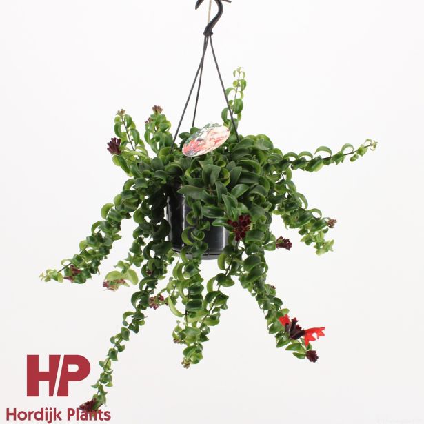 CVETOČA SOBNA RASTLINA AESCHYNANTHUS RASTA L15