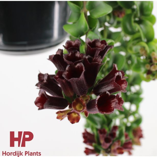 CVETOČA SOBNA RASTLINA AESCHYNANTHUS RASTA L15