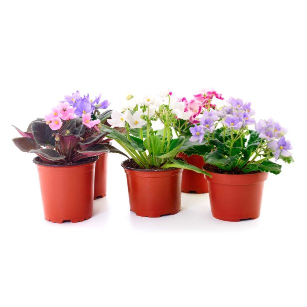 VIJOLICA AFRIŠKA MIX L10 VIŠ 15CM