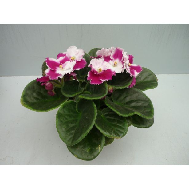 VIJOLICA AFRIŠKA MIX L9 VIŠ 15CM