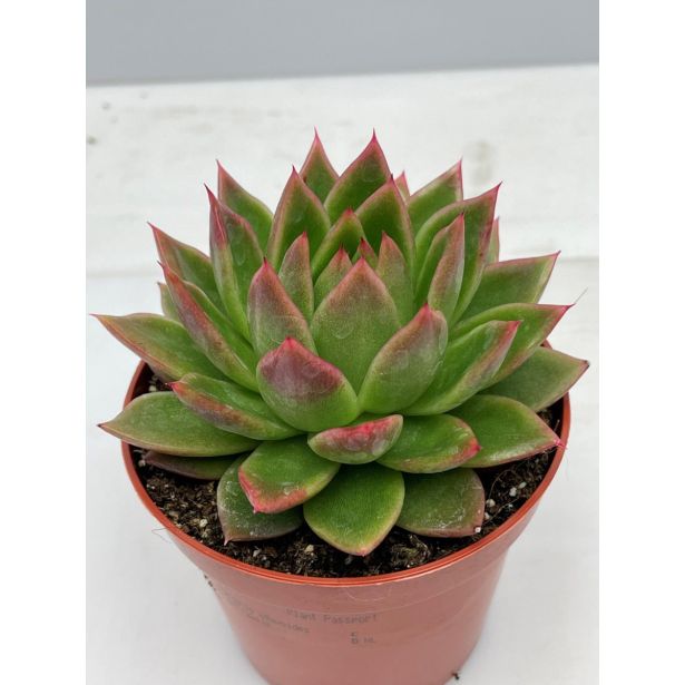 EŠEVERIJA AGAVOIDES L10.5