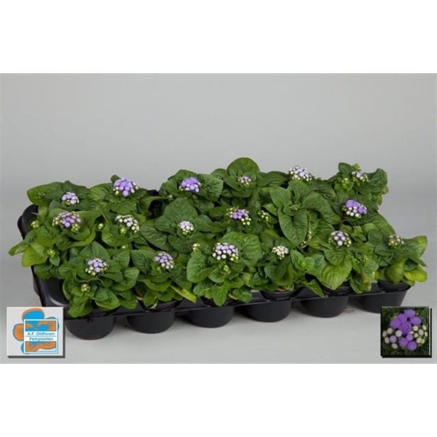 SEZONSKA RASTLINA AGERATUM L9