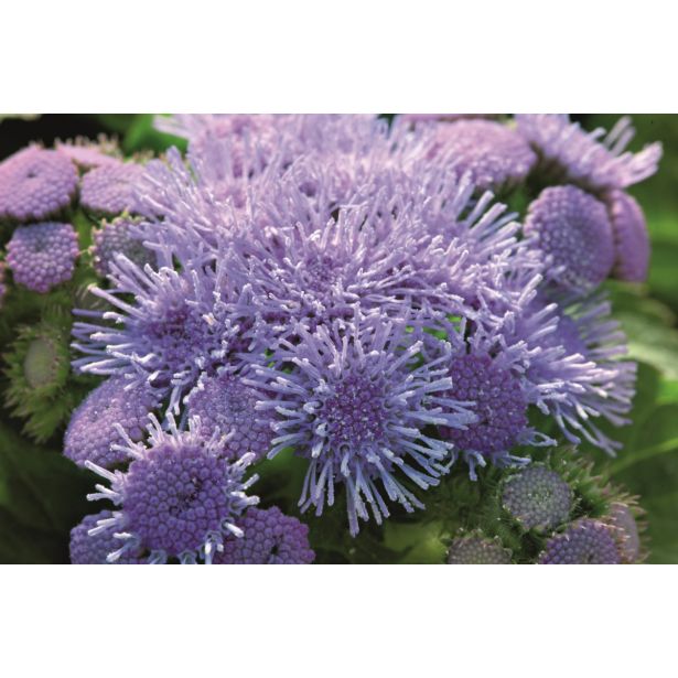 SEZONSKA RASTLINA AGERATUM L9