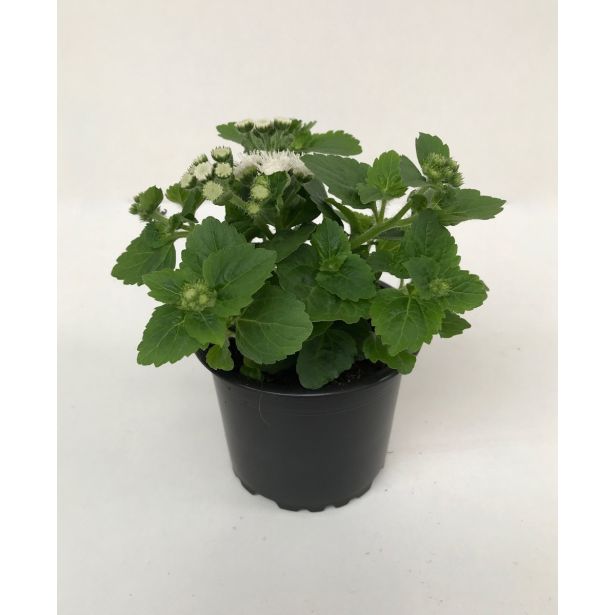 SEZONSKA RASTLINA AGERATUM L9