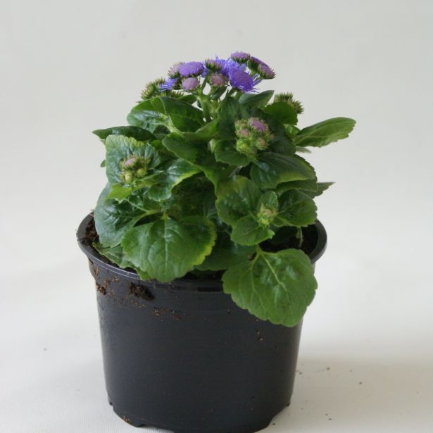 SEZONSKA RASTLINA AGERATUM L9