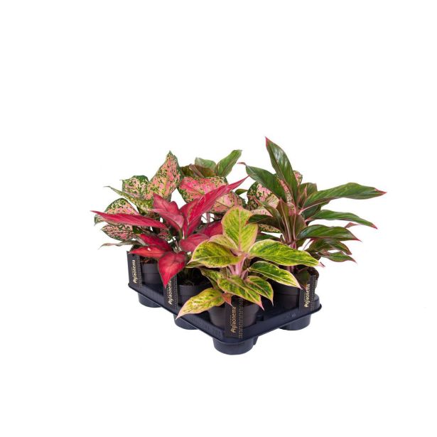 AGLONEMA EXCLUSIVE MIX L12 CM