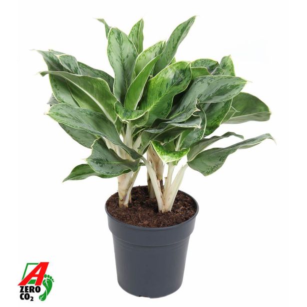 AGLONEMA HORIZON L24 CM