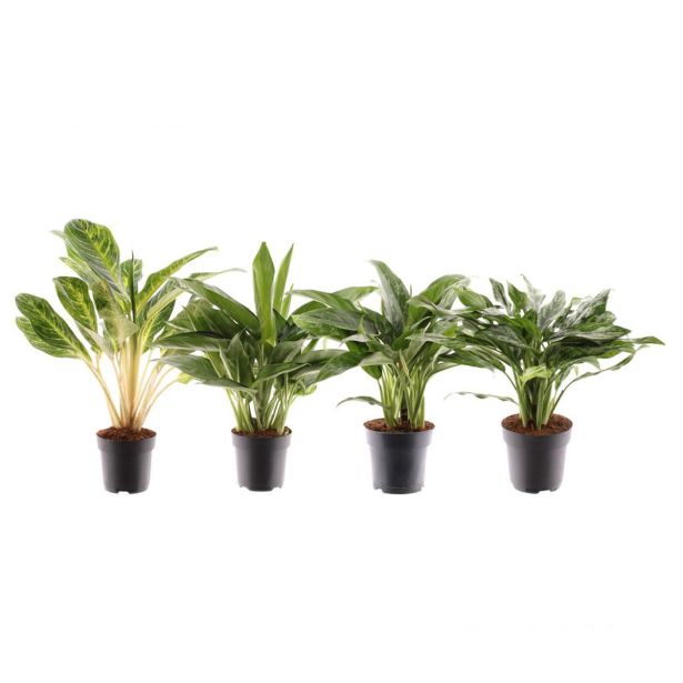 AGLONEMA MIX L17 CM