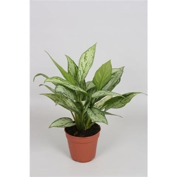 AGLONEMA SILVER QUEEN L12