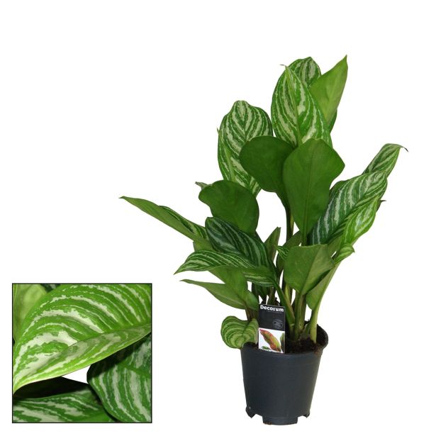 AGLONEMA STRIPES L17