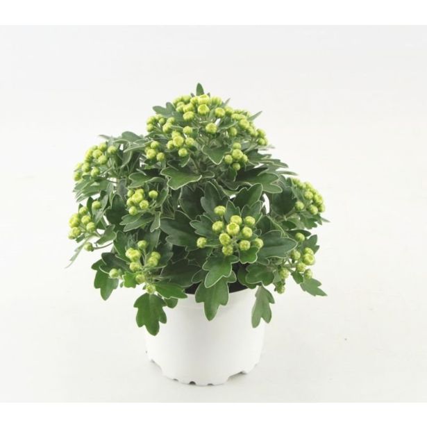 CVETOČA SOBNA RASTLINA AJANIJA PACIFIC WHITE L11