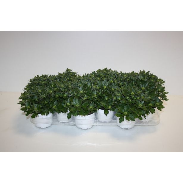 CVETOČA SOBNA RASTLINA AJANIJA PACIFIC WHITE L11