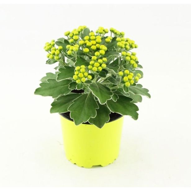 CVETOČA SOBNA RASTLINA AJANIJA SILVER AND GOLD L11