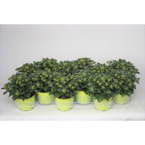 CVETOČA SOBNA RASTLINA AJANIJA SILVER AND GOLD L11