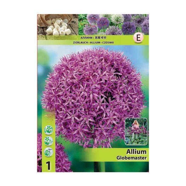 POMLADI CVETOČA ČEBULICA HOLLAND BULB MARKET ALLIUM GLOBEMASTER 18/20 1 KOS