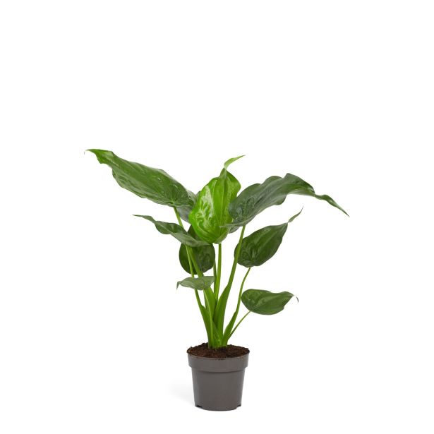 ALOKAZIJA CUCULATA L 14