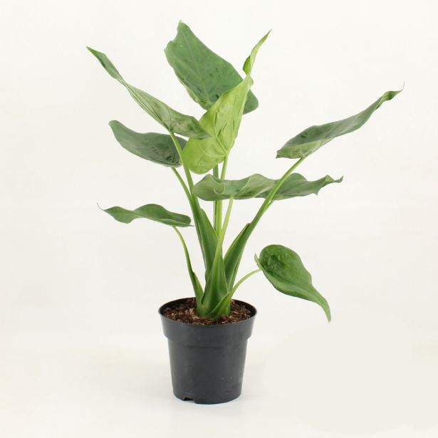 ALOKAZIJA CUCULATTA L17