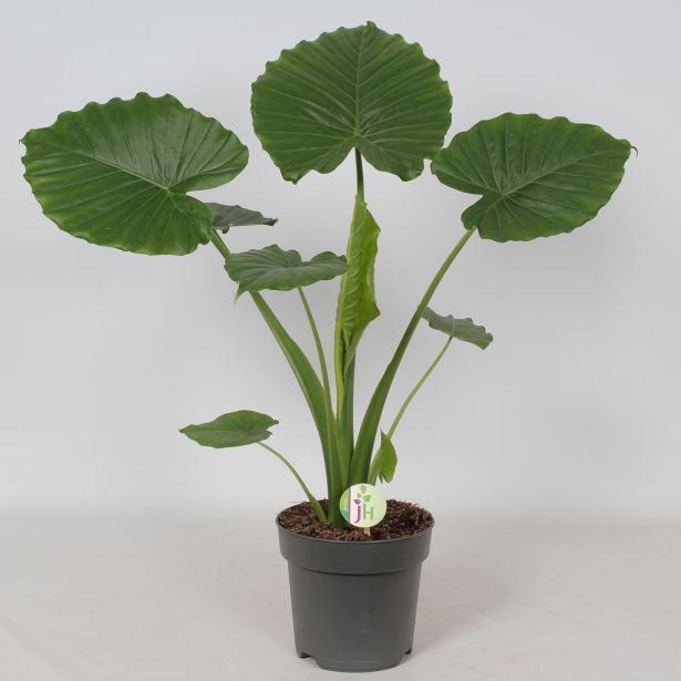 ALOKAZIJA GAGEANA CALIFORNIA L21