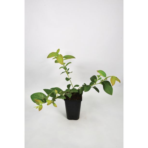 AMERIŠKA BOROVNICA BIO ELISABETH L15