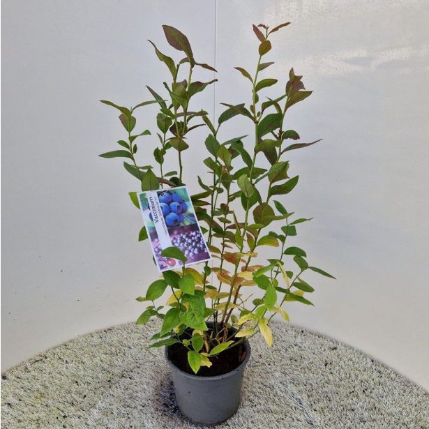 AMERIŠKA BOROVNICA BLUECROP L19 CM