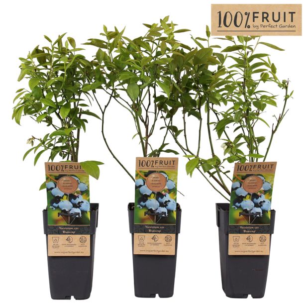 AMERIŠKA BOROVNICA BLUECROP L15