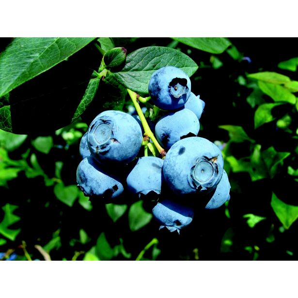 AMERIŠKA BOROVNICA CHANDLER OZARK BLUE L13