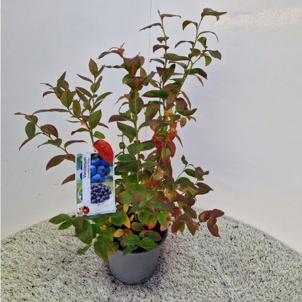 AMERIŠKA BOROVNICA DUKE