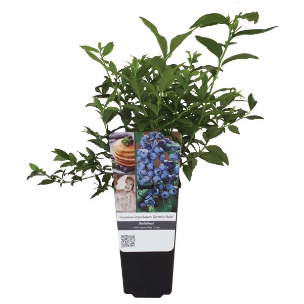 AMERIŠKA BOROVNICA HORTBLUE PETITE L19