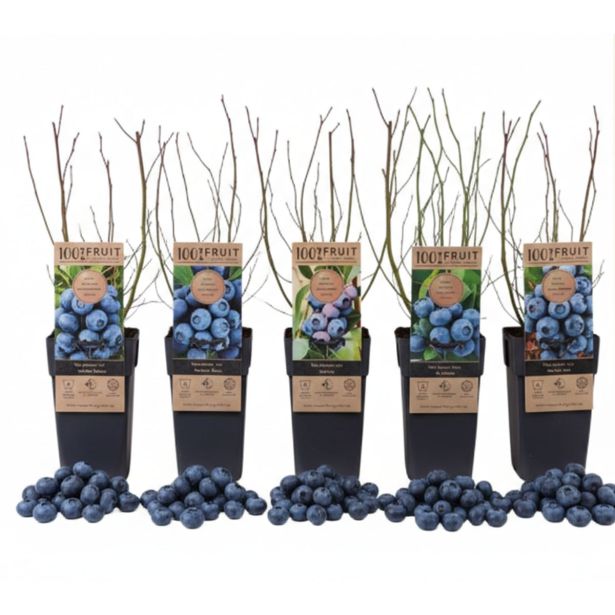 AMERIŠKA BOROVNICA L17 CM