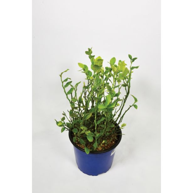 AMERIŠKA BOROVNICA REKA L17