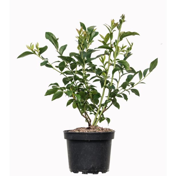 AMERIŠKA BOROVNICA REKA L17