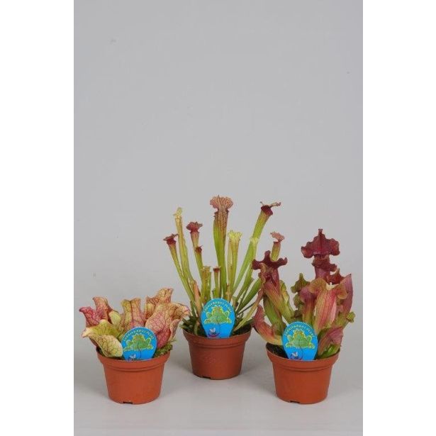 MESOJEDKA AMERIŠKA VRČNICA MIX L8.5