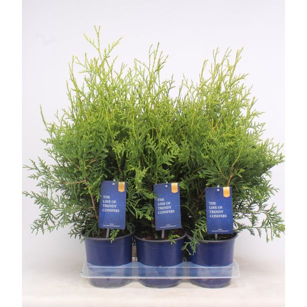 TUJA AMERIŠKI KLEK BRABANT L15