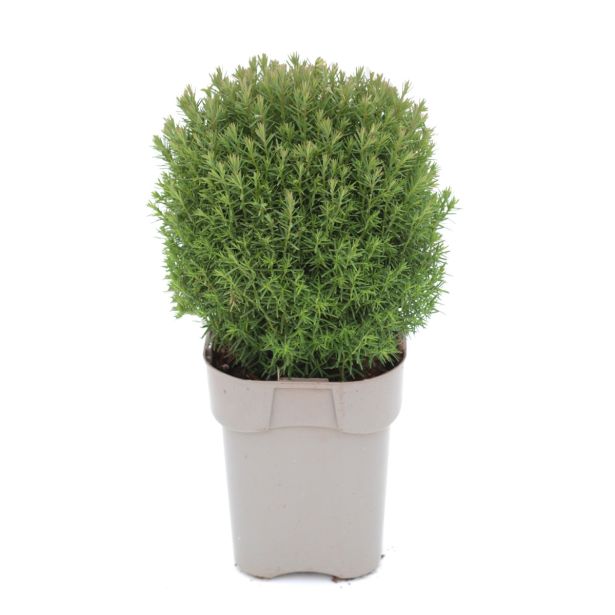 TUJA AMERIŠKI KLEK TEDDY L17