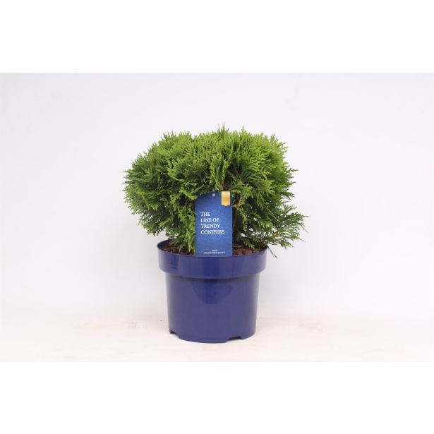 TUJA AMERIŠKI KLEK DANICA L13