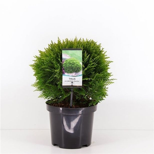 IGLAVEC AMERIŠKI KLEK DANICA L19