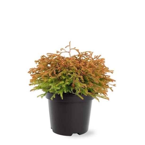 TUJA AMERIŠKI KLEK GOLDENTUFF. L19