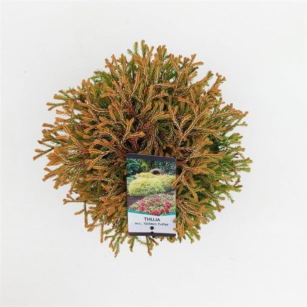 TUJA AMERIŠKI KLEK GOLDENTUFF. L19