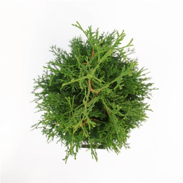 TUJA AMERIŠKI KLEK HOLMSTRUP L19