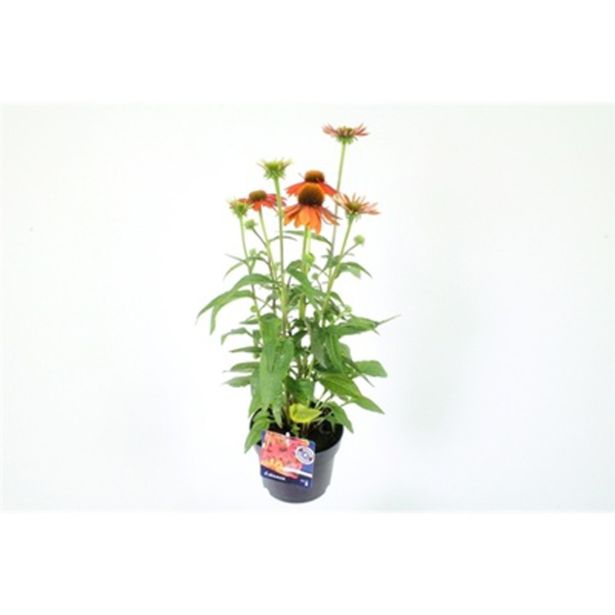 AMERIŠKI SLAMNIK ORANGE PASSION L17