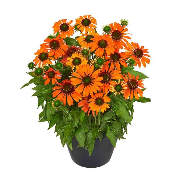AMERIŠKI SLAMNIK ORANŽEN L17 CM
